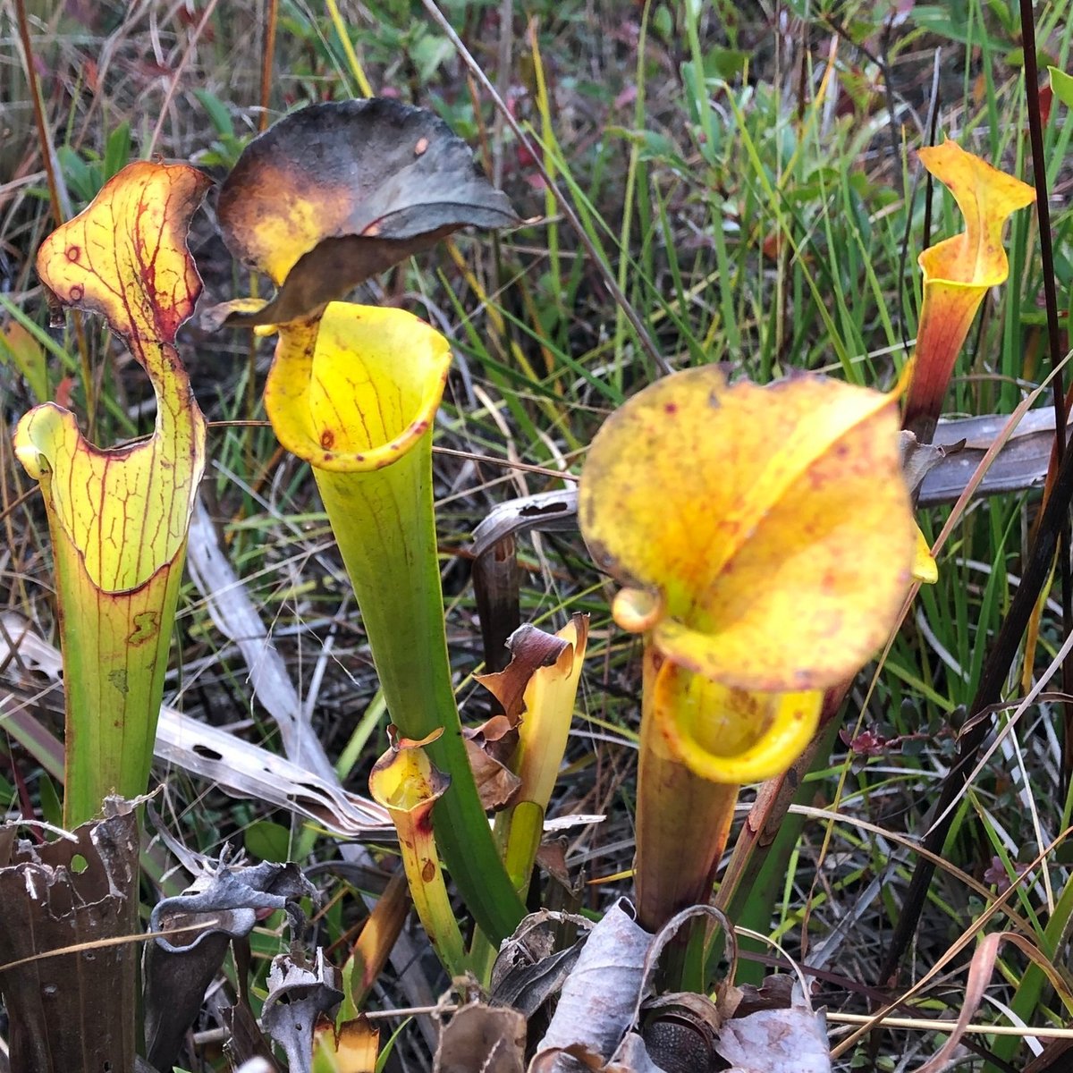 boiling spring wilderness pitcher plants