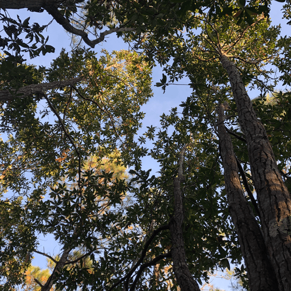 boiling spring wilderness forest