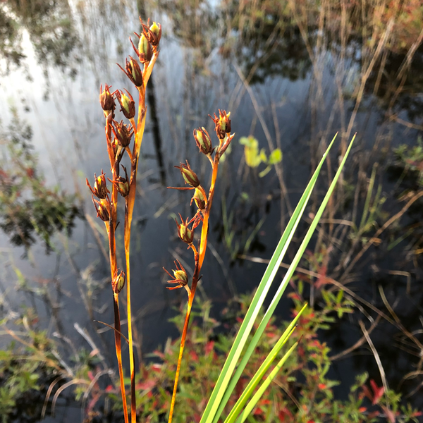 boiling spring wilderness aquatic resource