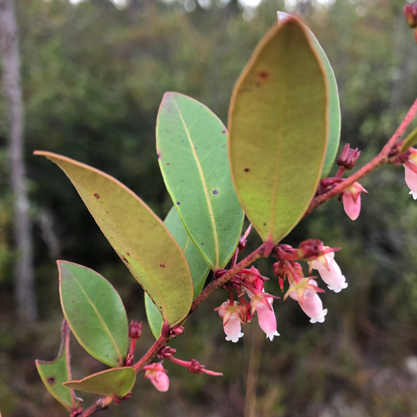 boiling spring wilderness plants
