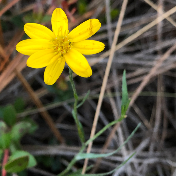 boiling spring wilderness flowers