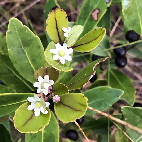 boiling spring wilderness plant