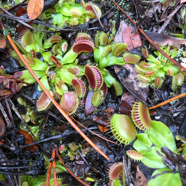 boiling spring wilderness venus flytrap