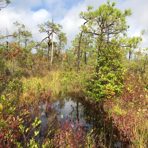 boiling spring wilderness wetlands