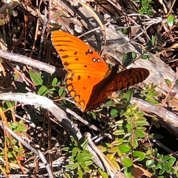 boiling spring wilderness butterfly