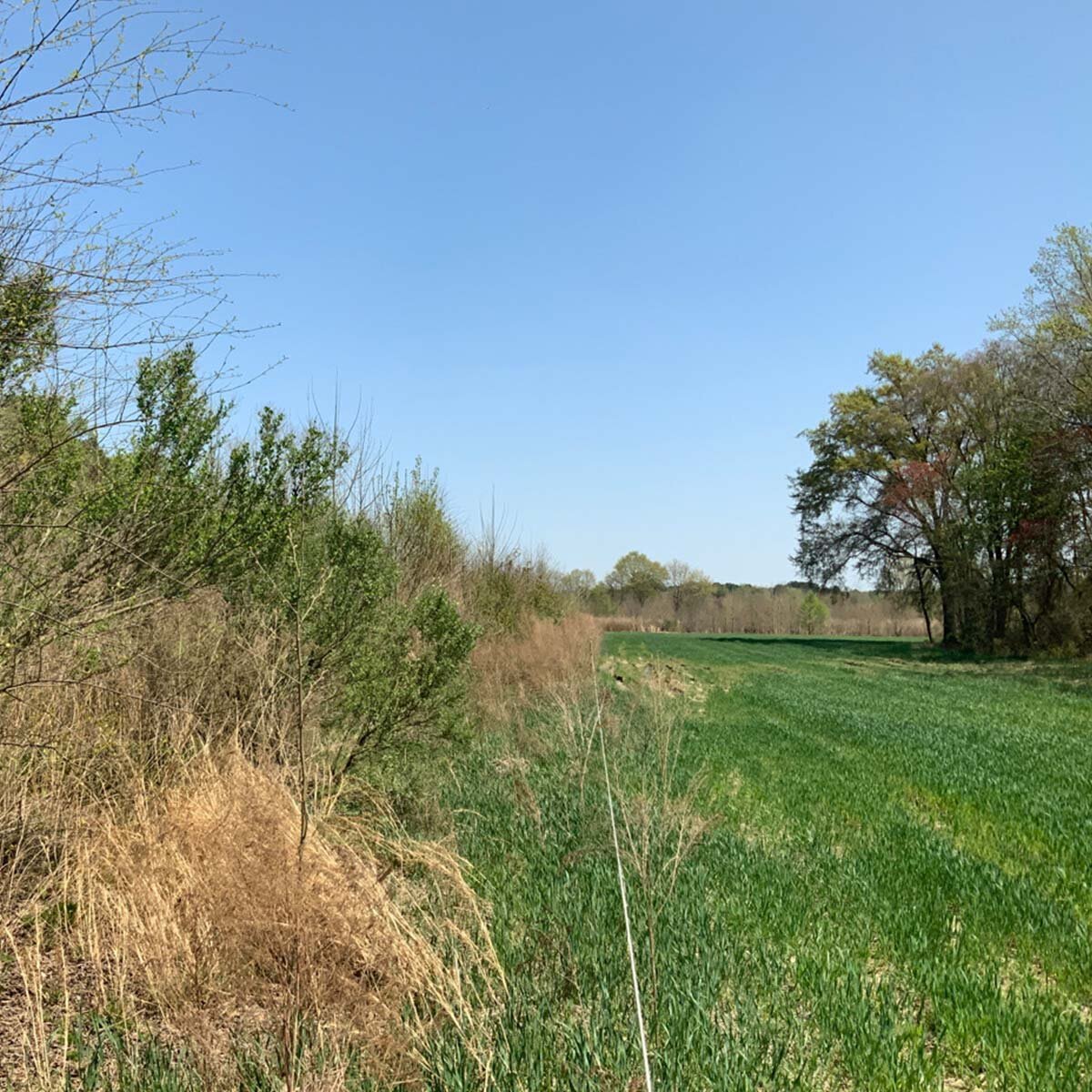 CarawayCreek1