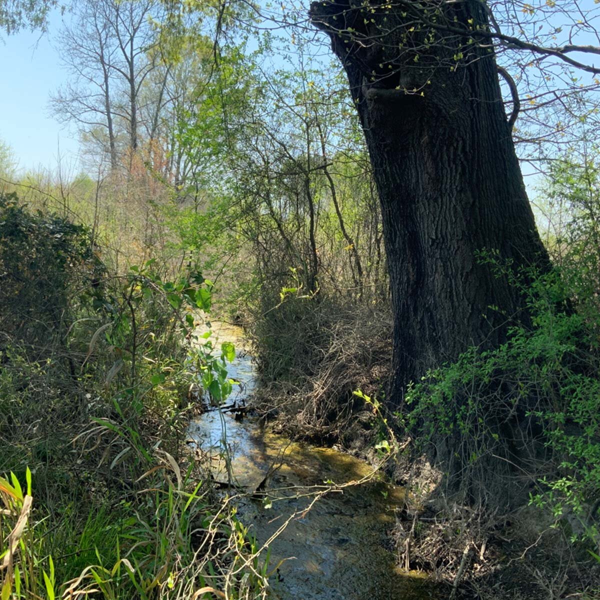 CarawayCreek3