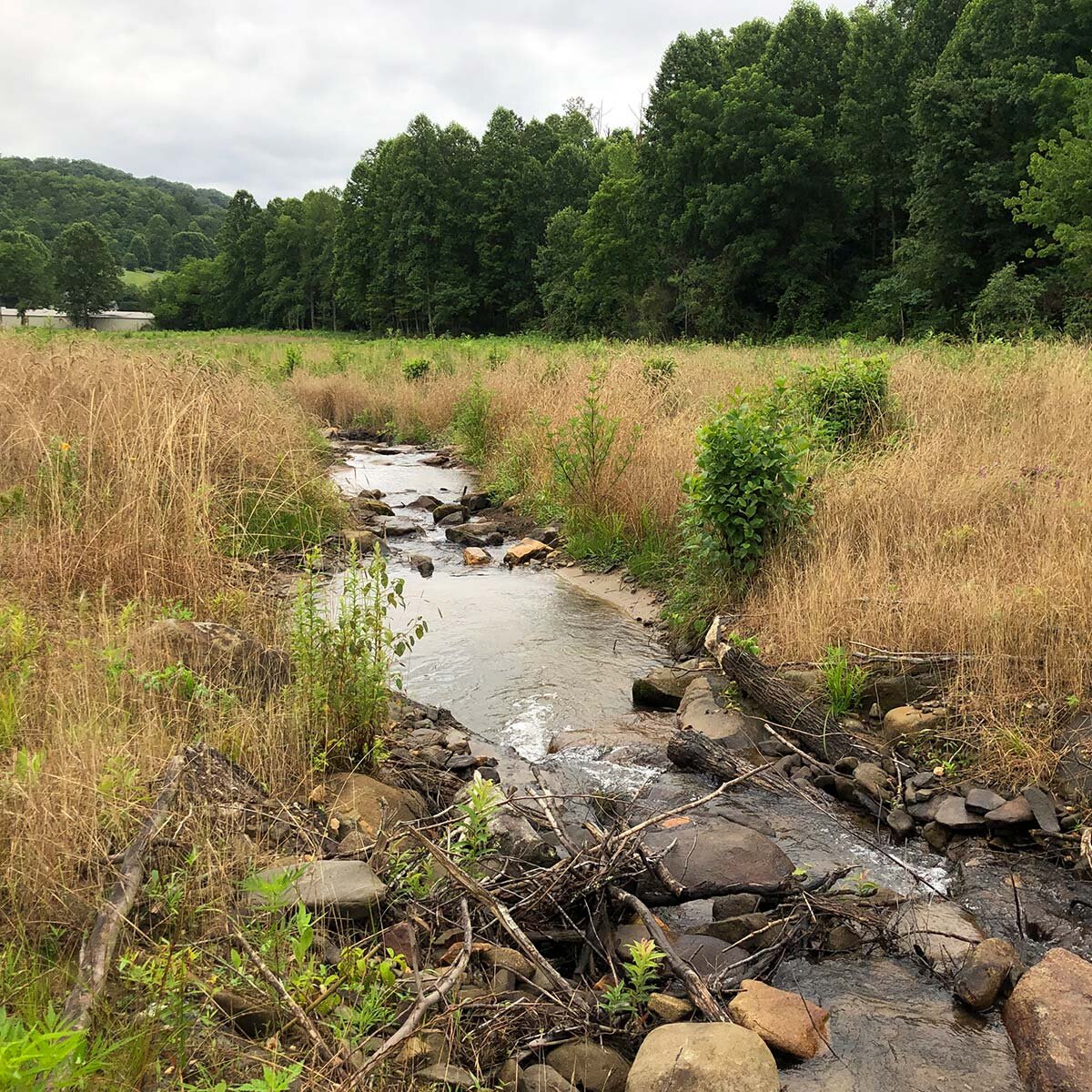 EastBuffalo1