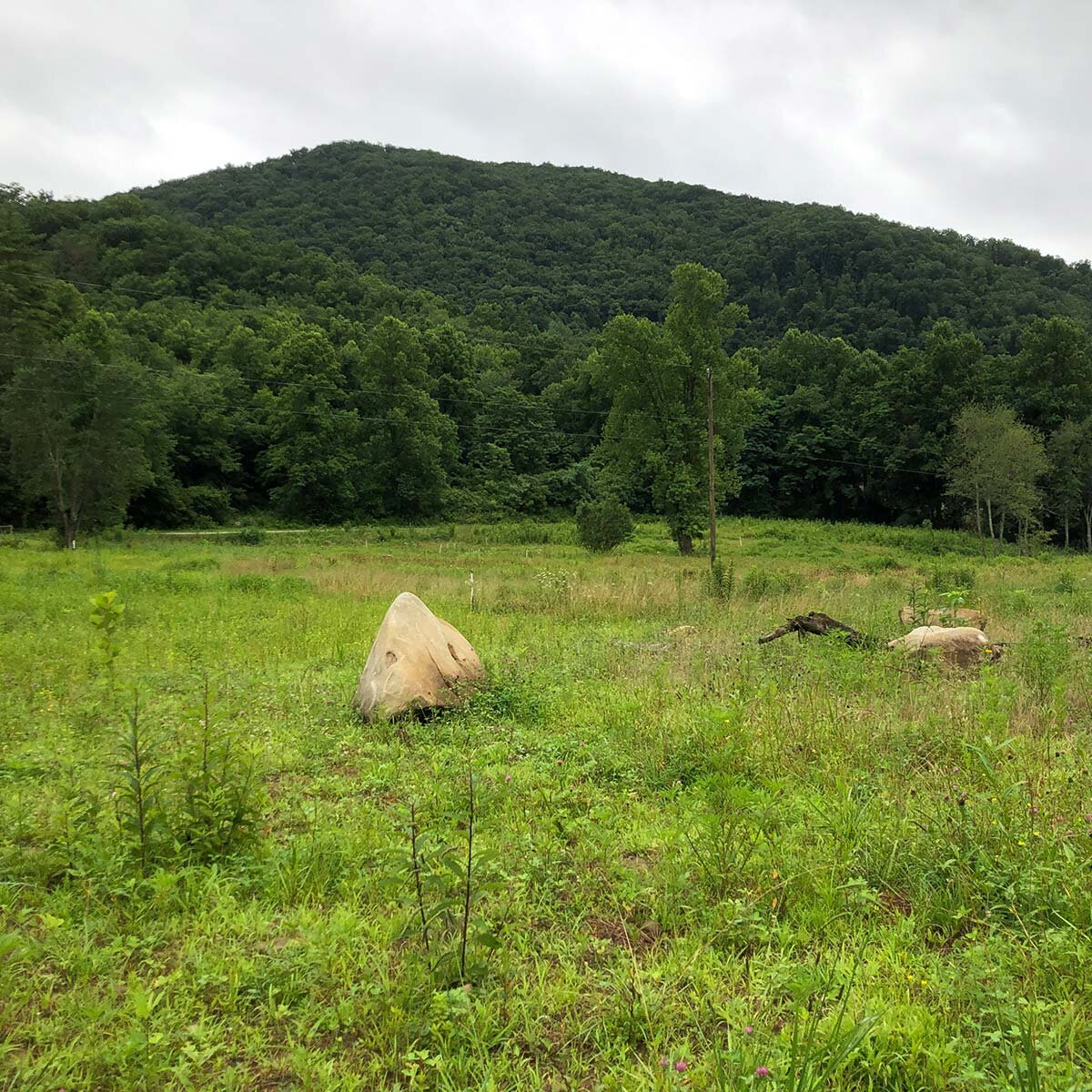 EastBuffalo4