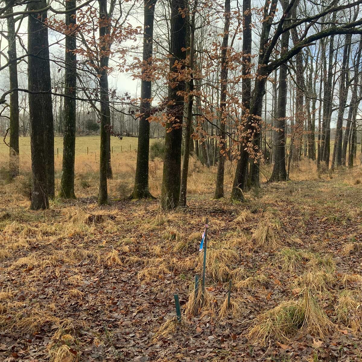 PineHill3