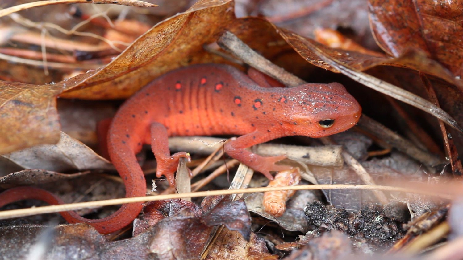 Red+Eft+under+leaves