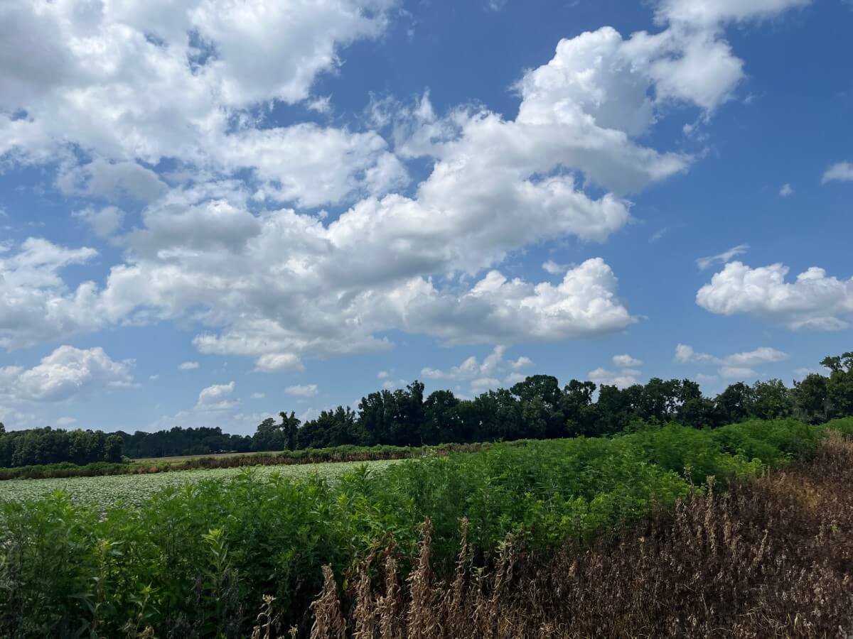 photo of speedman conservation easement nc