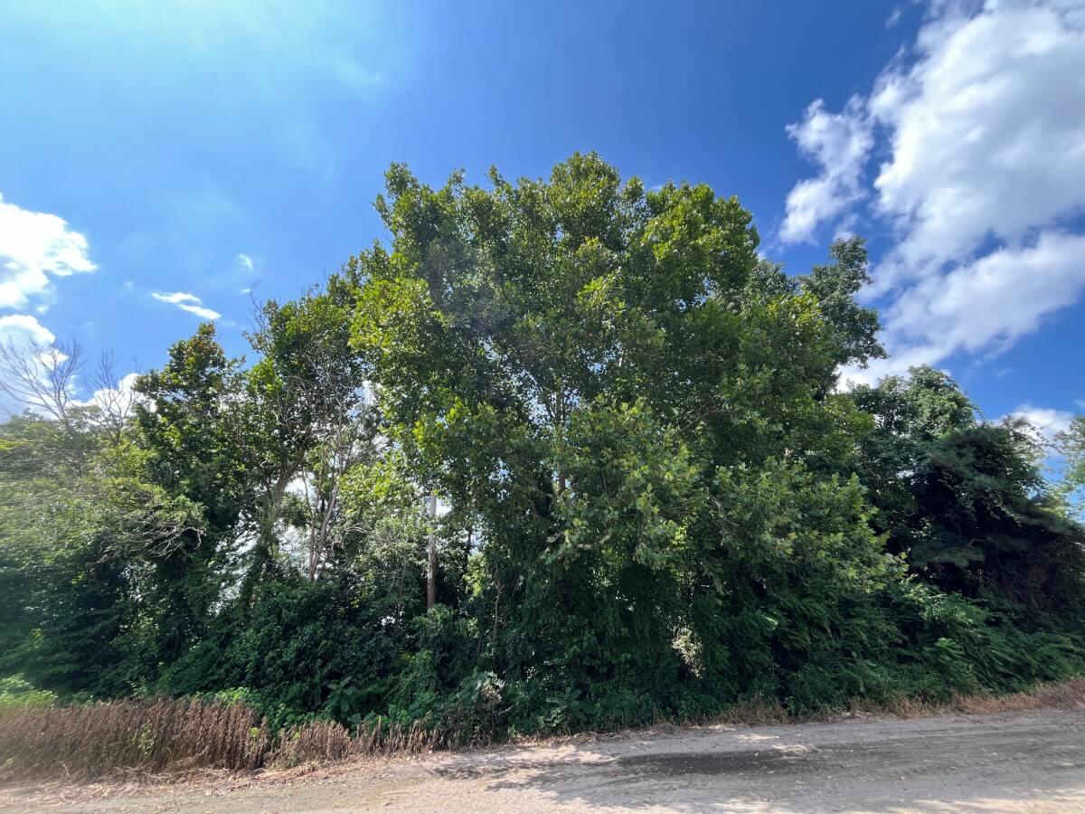 photo of speedman conservatoin easement in nc